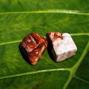 🔮✨Ethically Sourced Petrified Wood✨🔮